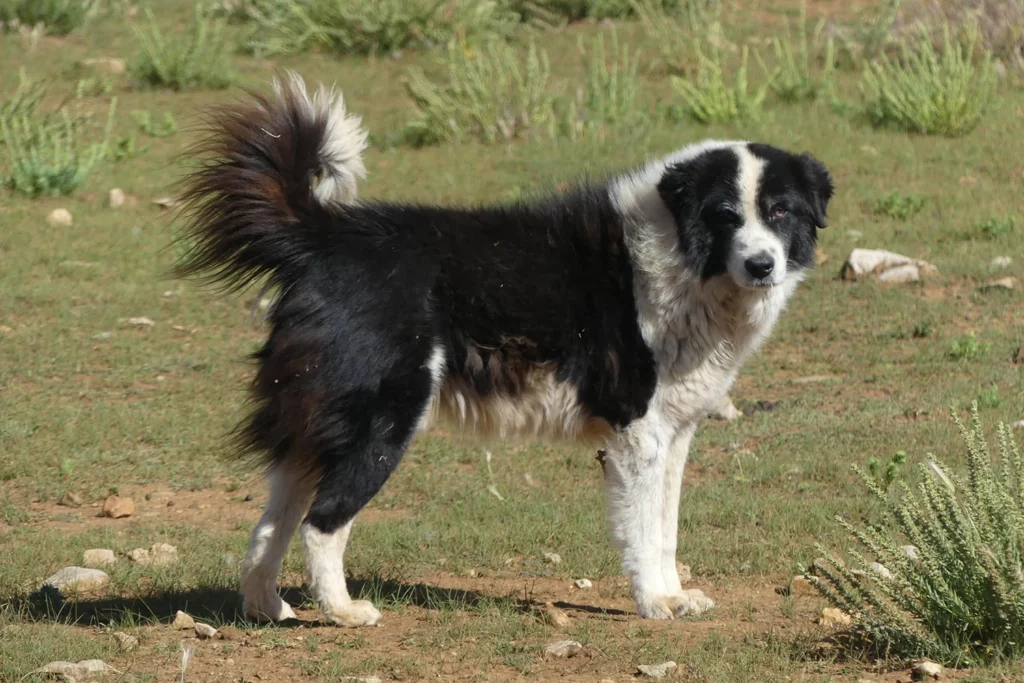 Adult Aidi dog standing on rocky grassland in the Atlas Mountains of Morocco
