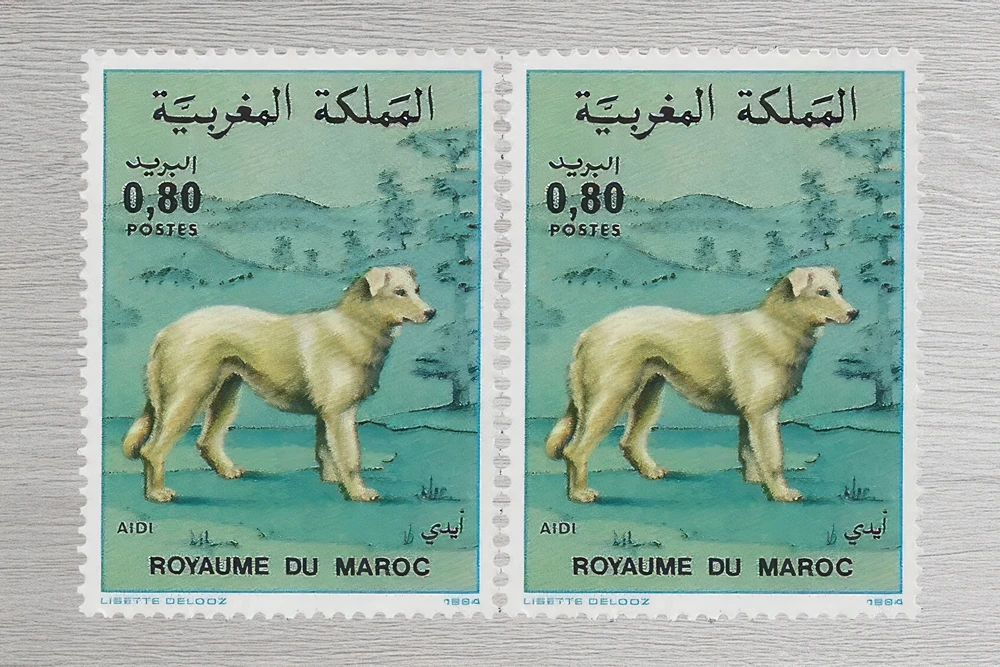 Aidi Dog Commemorative Stamp Morocco