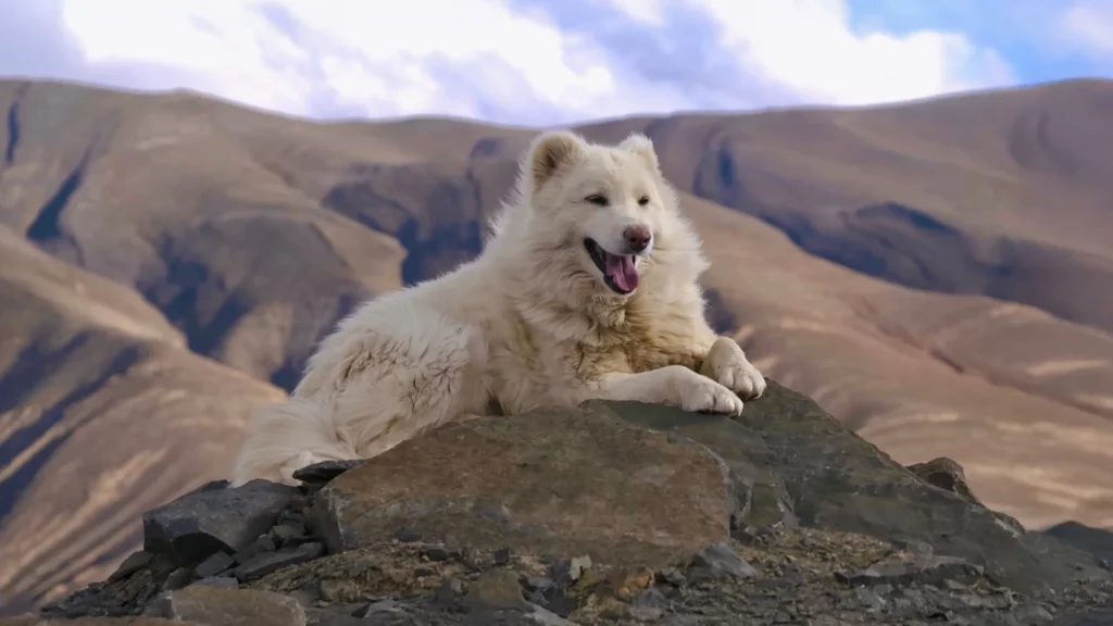 Aidi Dog in the Atlas Mountains of Morocco