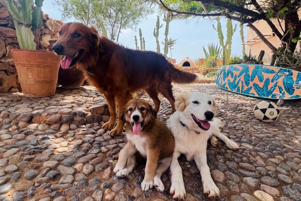 Aidi dog puppies sitting in a Moroccan courtyard alongside an adult dog