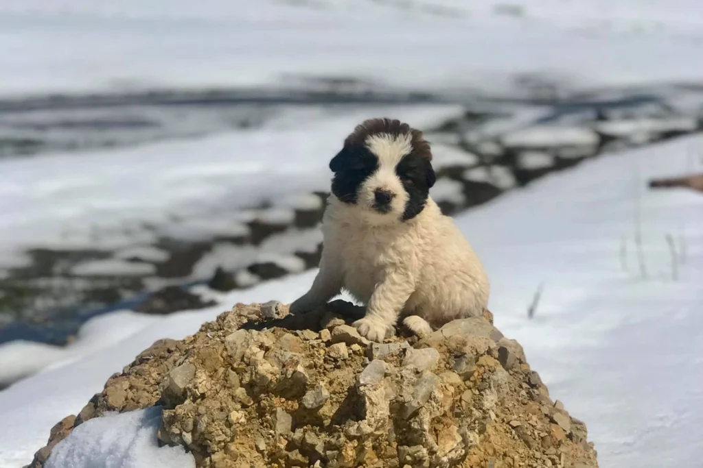 Aidi puppy sitting on a rock in the snowy Atlas Mountains of Morocco
