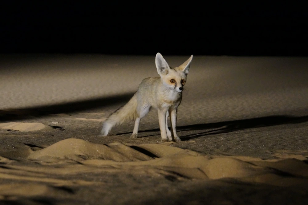 a fennec fox at night