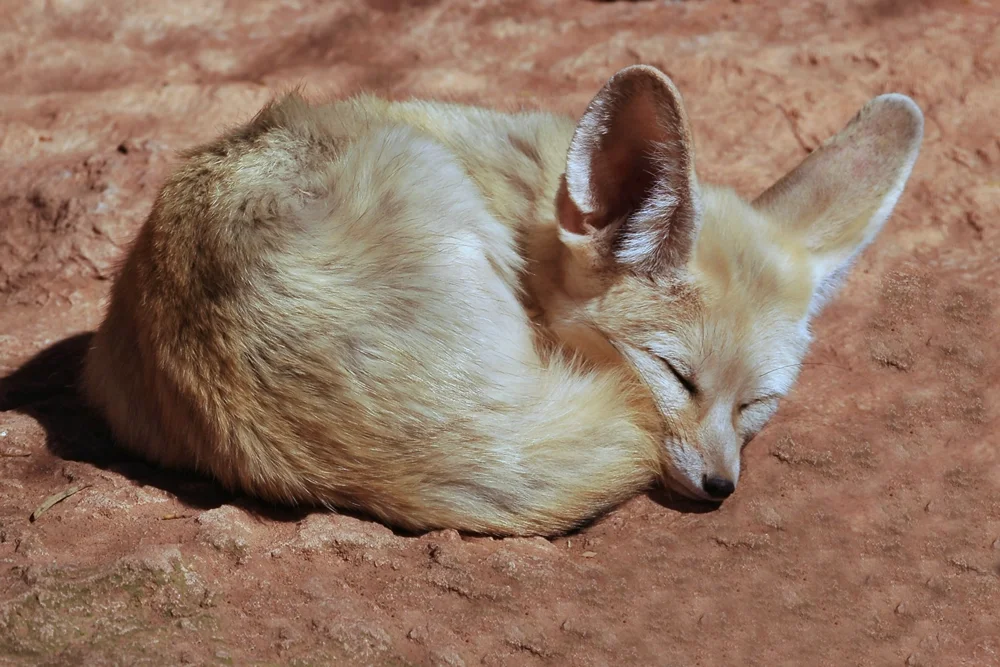 a fennec fox curled up in sleep on red earth