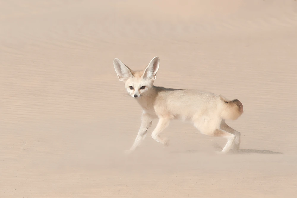 a fennec fox, one of the iconic sahara desert animals, trots across the smooth sands in morocco
