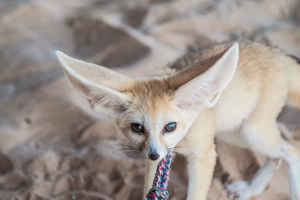 a fennec fox pup in captivity