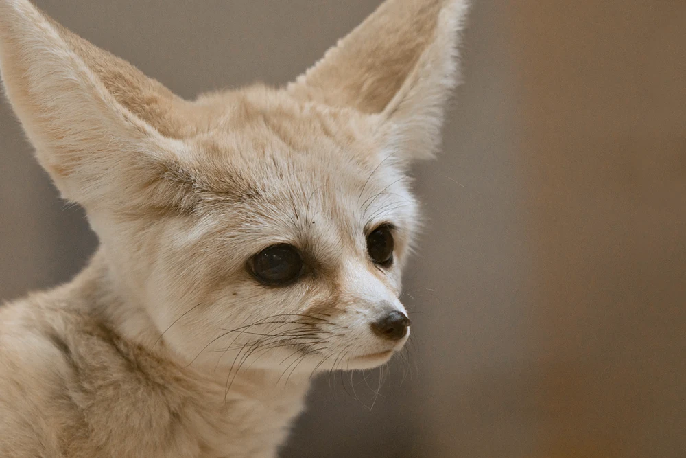 a fennec fox with a thoughtful expression