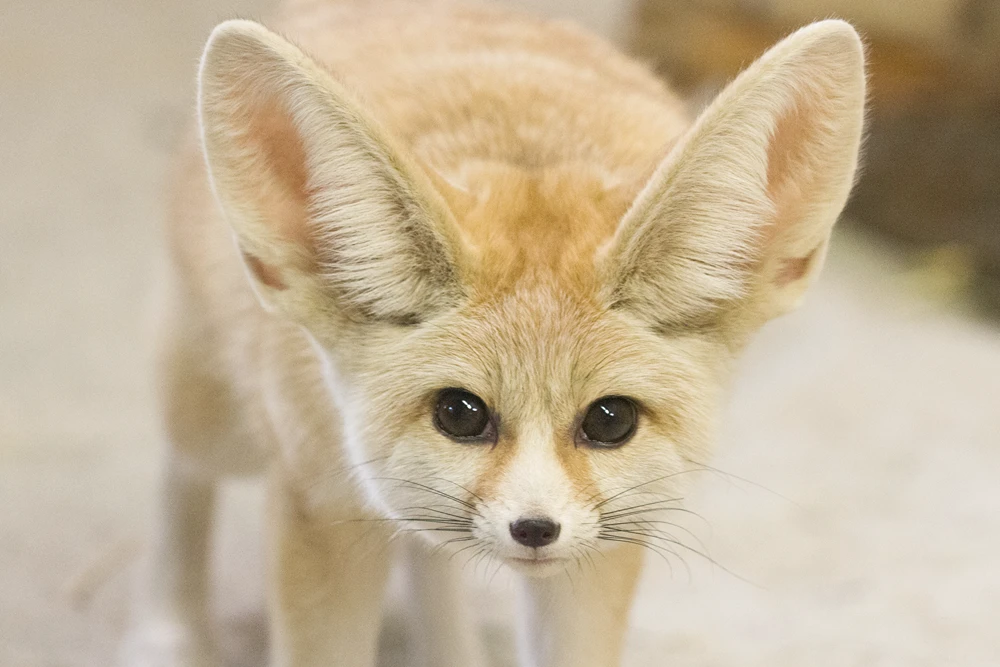 a fennec fox with attentive eyes and large ears