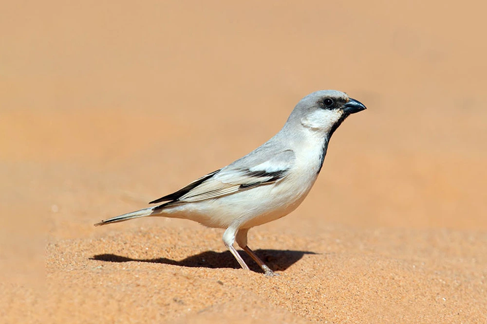 desert sparrow
