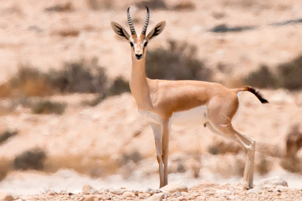 dorcas gazelle