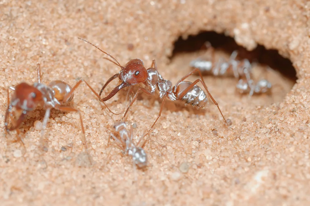 saharan silver ant